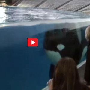 Nascimento incrível de orca no Parque Aquático Sea World é documentado