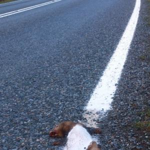 Funcionários pintam faixa de rodovia por cima de furão morto na Escóci