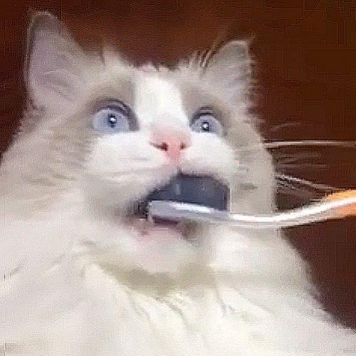 Gato foi experimentar Escovar os Dentes e teve uma incrível surpresa!