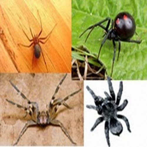 Existem várias espécies de aranhas conhecida do Brasil 