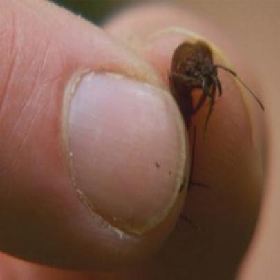 Top 10 coisas incríveis que pouca gente sabe sobre formigas