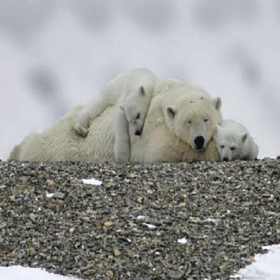 Na Noruega, brasileiro se especializa em fotografar ursos polares