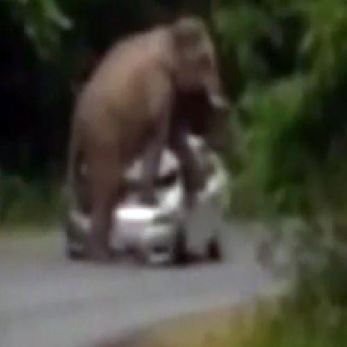 Elefante esmaga carro de turistas