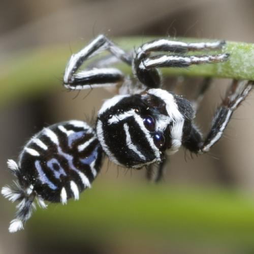 Conheça novas espécies de aranhas que vão deixar você apavorado, ou nã