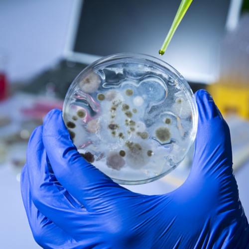 Bactéria mortal escapa de laboratório nos EUA