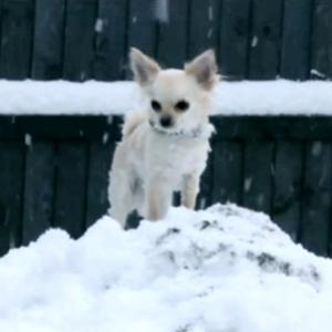 Vídeo bucólico e bonitinho mostra chihuahuas brincando na neve 