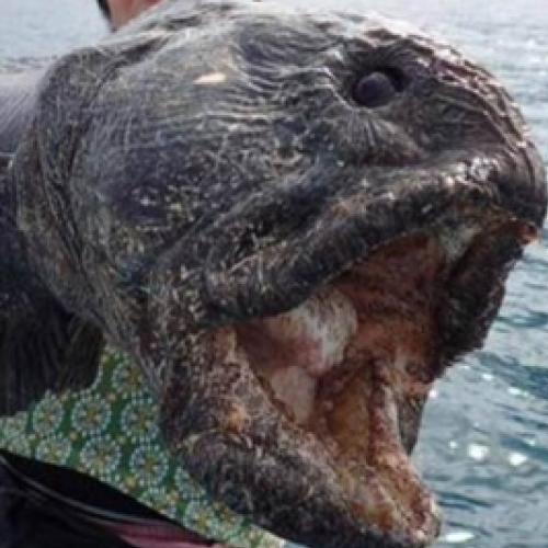 Pescador captura peixe mutante perto de Fukushima