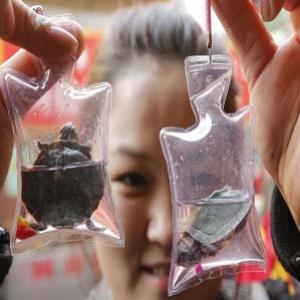 Crueldade chinesa - Animais vivos vendidos em pacotes plásticos