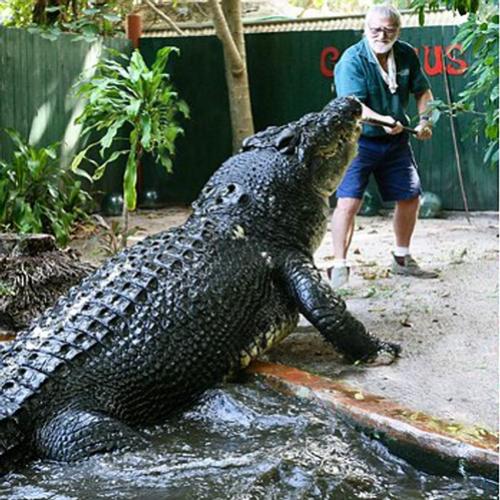 Cassius, o maior e mais antigo crocodilo do mundo em cativeiro