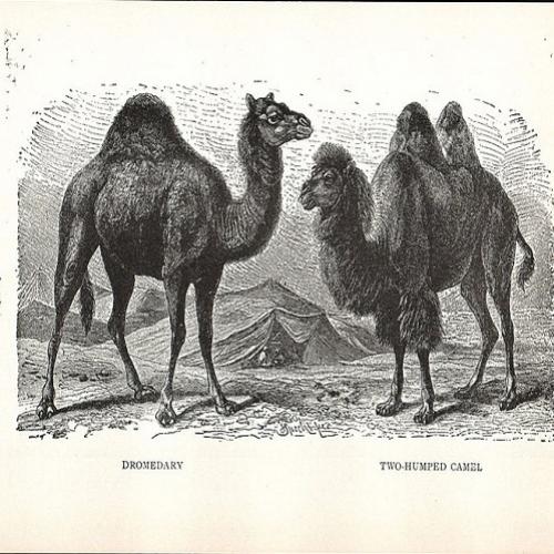 O rico, o camelo e a agulha