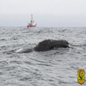Vista a primeira Baleia negra em 60 anos