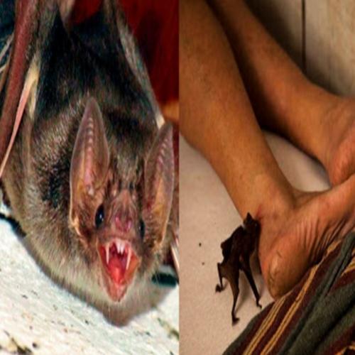 Morcegos começam atacar humanos no Brasil durante a noite. 