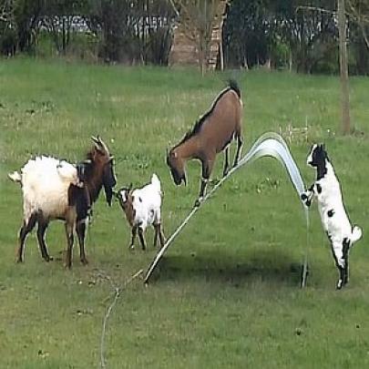Cabras inventam uma brincadeira bem diferente, só vendo pra acreditar!