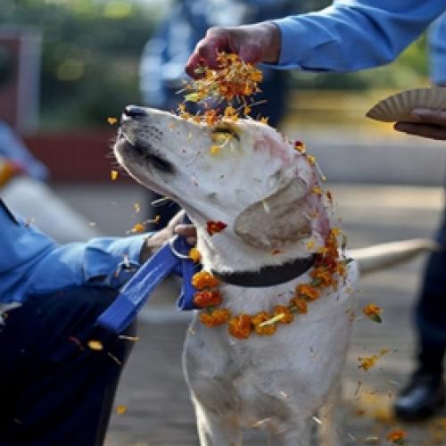 Festival anual no Nepal dá graças aos cães por serem nosso amigos
