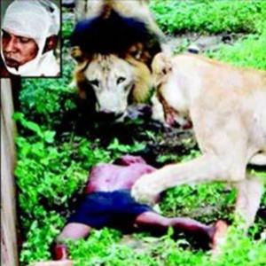 Indiano briga com a mulher e pula em cercado de leões
