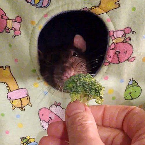 Rato odeia Brócolis e não adianta a dona insistir ele sempre joga fora