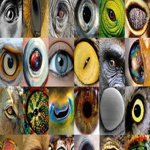 Aprenda como os animais enxergam o mundo