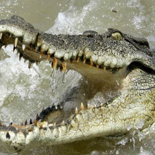 Inacreditável o tamanho deste crocodilo