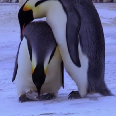 Pinguim chorando ao encontrar seu filhote morto