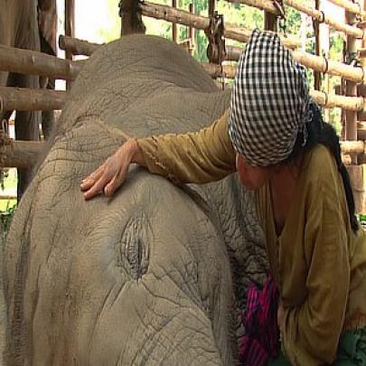 Tailandesa possui um incrível poder sobre os Elefantes!