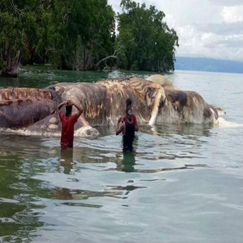 Gigantesca criatura é encontrada em praia na Indonésia