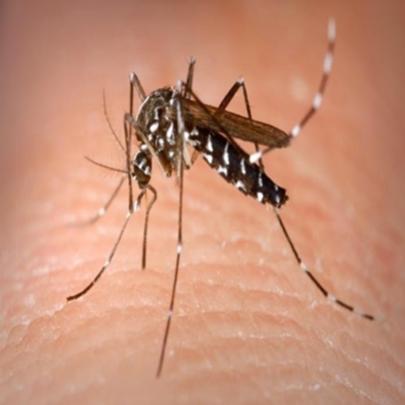 Quantos mosquitos são necessários para sugar o sangue de uma pessoa