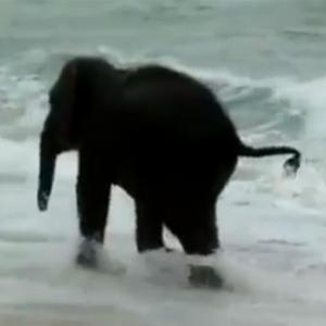 Filhote de elefante em sua primeira visista à praia