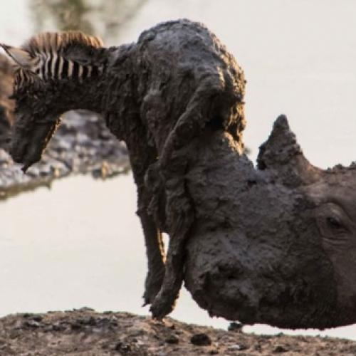 Rinoceronte mata filhote de zebra ao tentar resgatá-lo