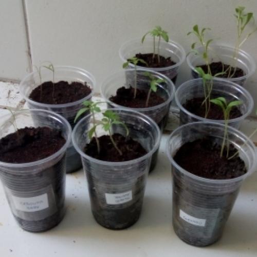 Como germinar sementes em copos descartáveis