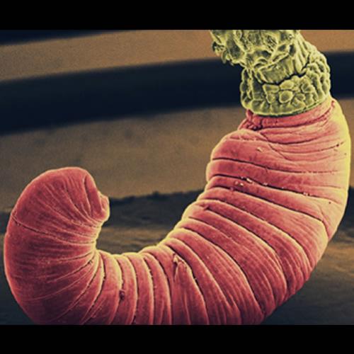 Pesquisadores identificam nova espécie de verme