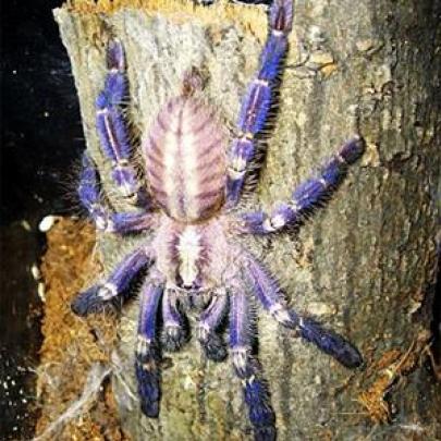 Aranha gigante Descoberta não Sri Lanka