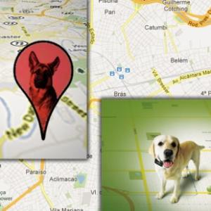 Coleiras com GPS ajudam a rastrear animais de estimação 