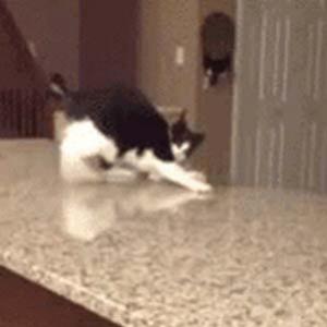 Veja a dança do gato doido
