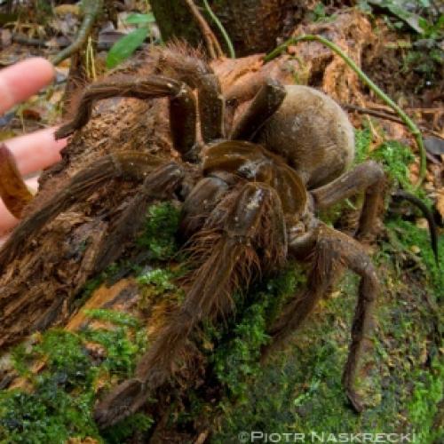Aranha gigante surpreende cientistas
