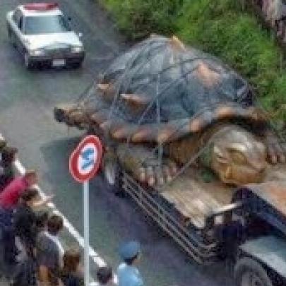 Maior tartaruga do mundo é encontrada na Amazônia