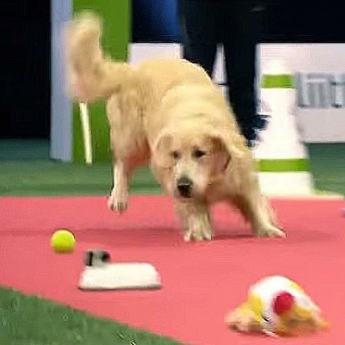 Cão muito loco quebra sozinho todos recordes negativos numa competição