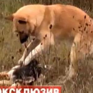 Cão inconformado tenta reanimar companheira atropelada