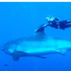 Incrível vídeo: Mulher nada ao lado do grande tubarão branco