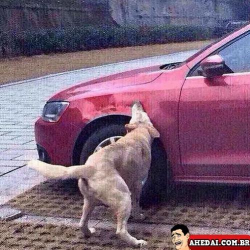  Cão revoltado destrói carro do seu agressor