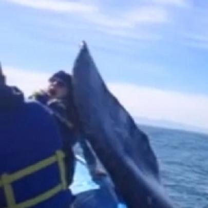Turista grava uma baleia dando um 