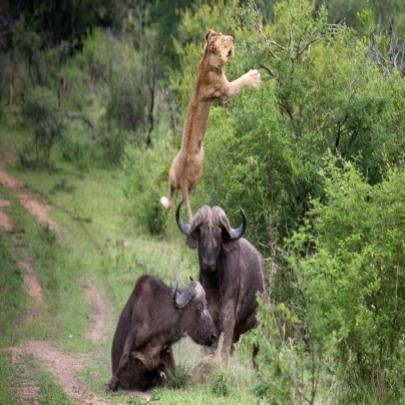 Búfalo lança leão no ar para salvar seu amigo