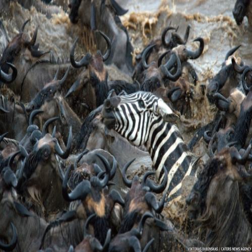 Minoria, zebras brigam para se impor em 'mar' de gnus
