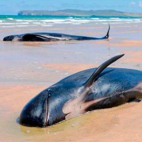 Cerca de 200 baleias-piloto ficaram encalhadas em praia australiana