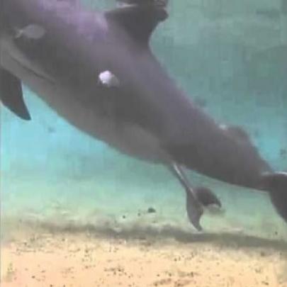 Mergulhador ajuda golfinho fêmea a dar a luz no fundo do mar 