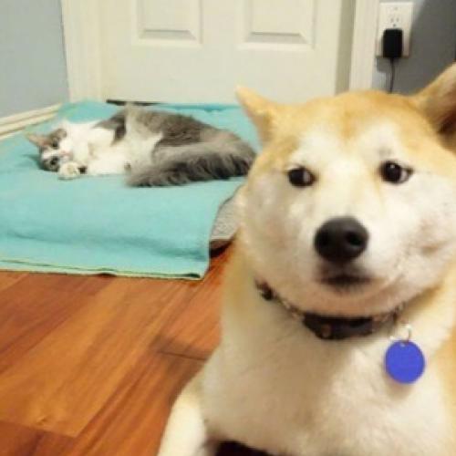 Gatos dormindo na cama dos cachorros