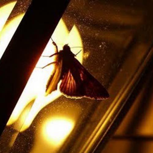 Por que as mariposas ficam em volta da lâmpada acesa?