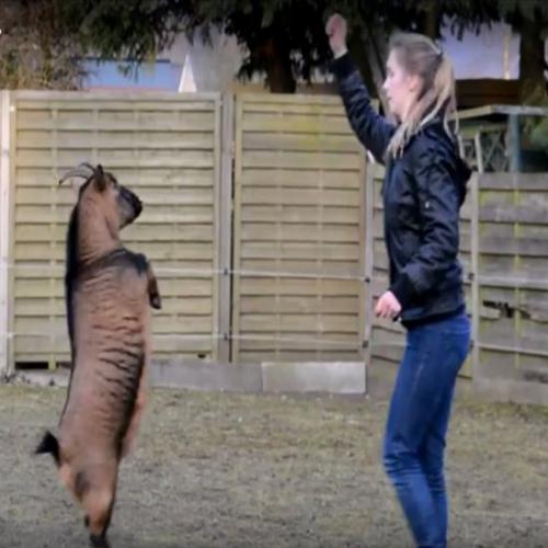 Adestrando galinhas e cabras