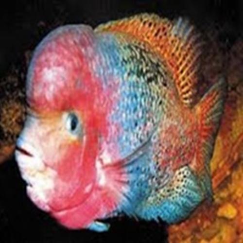 Flowerhorn: um peixe muito louco conheça de perto 