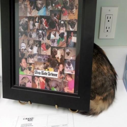 25 Gatos mostrando a arte de esconder de veterinários