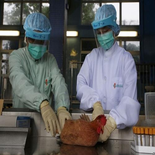 Mutação da gripe aviária pode representar uma ameaça global humana